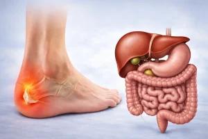 Épine calcanéenne, foie et intestin